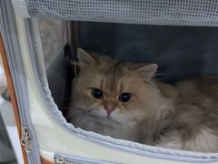 -萌兽医馆·宠物医院·猫骨科(创景店)