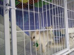 -喵百万·布偶·蓝金金渐层英短·猫舍(百子湾店)