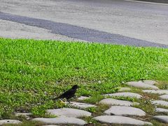 -东莞植物园