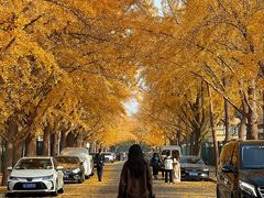 -三里屯东五街银杏大道