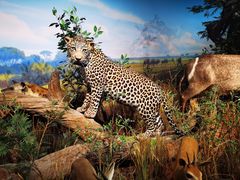 -陕西自然博物馆