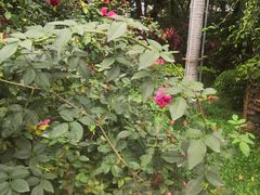 -人民公园(罗湖区)