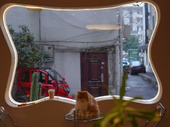 -More Fun猫咖 二十只万元加菲主题
