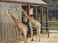 -青岛森林野生动物世界