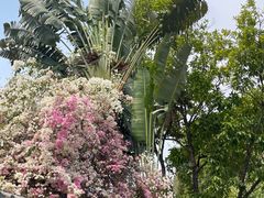 -深圳国际园林花卉博览园