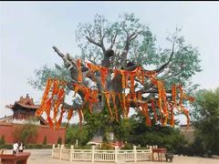 -大槐树寻根祭祖园