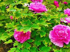 -咸阳湖景区-古渡公园