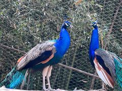 -栾川竹海野生动物园