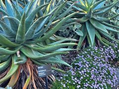 -墨尔本皇家植物园