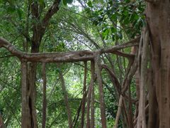 -中国科学院西双版纳热带植物园