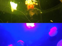 -大明湖海底世界
