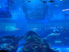 -迪拜水族馆及水下动物园