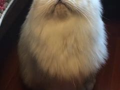 -PETKIT小佩宠物(古北店)