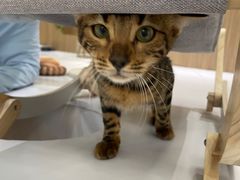 -COLOR PETS 撸猫馆·购猫·猫咖(长风大悦城店)