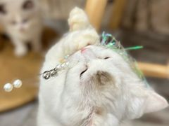 -楼上猫咖(罗湖店)
