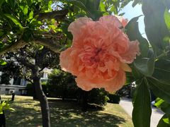 -棕榈岛海鲜自助餐厅(虹桥迎宾馆店)