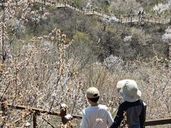 -大岭沟猕猴桃谷风景区