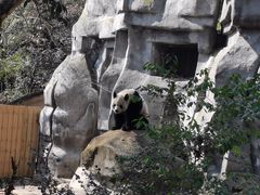 -成都大熊猫繁育研究基地