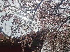 -桃花堤公园