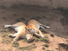 -西霞口神雕山野生动物世界