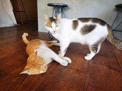 -251#coffee roasters(沿河东路店)