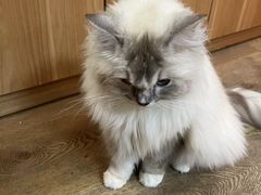 -MOCHA明星猫咖(田子坊店)