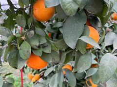 -小鱼草莓采摘园农家乐·小鱼餐厅