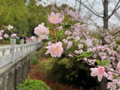 -武汉大学-樱园