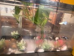 -竹雀古法采耳(青岛麦凯乐店)