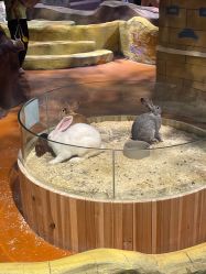 点击看大图 -奇幻萌宠部落(映月湖环宇城店)