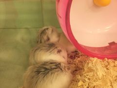 -龙猫仔乐园(惠福东路店)