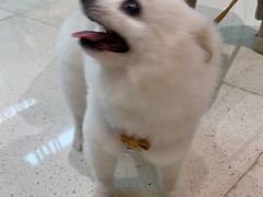 -帕帕拉兹宠物(亚洲旗舰店)