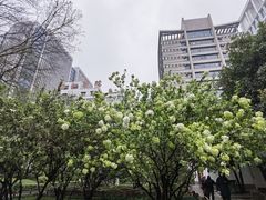 -华中科技大学同济医学院附属协和医院(主院区)