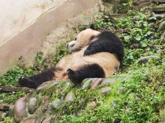 -中国大熊猫保护研究中心雅安碧峰峡基地
