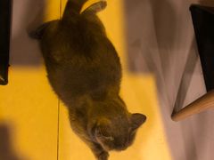 -平行世界·猫咖(首经贸店)