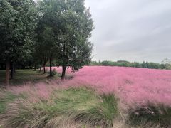 -同里国家湿地公园