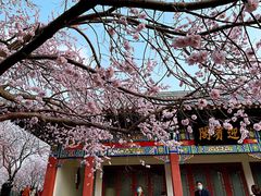 -桃花堤公园