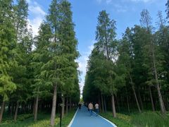 -昆山城市生态森林公园