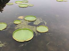 -荷塘月色湿地公园·向阳花洲