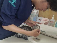 -瑞派长江宠物医院·猫科·外科·24小时夜护(谊城公寓分院)
