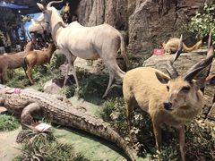 -陕西自然博物馆