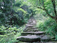 -天目山大树王景区