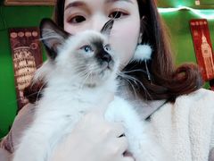 -李小姐の猫咖啡馆(五角场店)