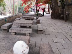 -青岛崂山太清宫