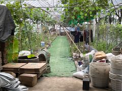 -马陆小张葡萄园农家乐