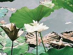 -木塔寺遗址生态公园