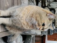 -喵屿·大理花园猫咖