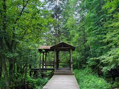 -五营红松林海景区