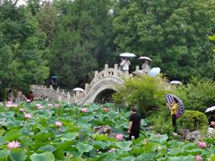 -莲花池公园