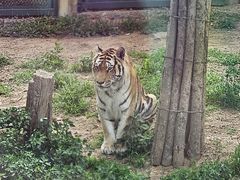 -大连森林动物园